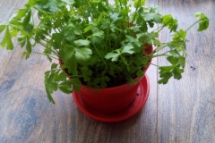 15870537755459121844862346072124