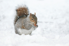 imageedit_26_4553814861