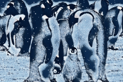 imageedit_29_3993697456