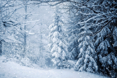 imageedit_11_8431746423