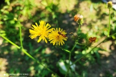 212150903_297792285365026_4465265209894142540_n